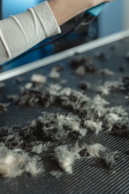 Close-up view of a black vacuum cleaner attachment removing pet hair from a dark textured carpet in a residential setting. The carpet contains scattered loose pet fur, highlighting the need for deep s